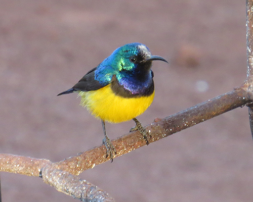 Beautifully colored sunbird