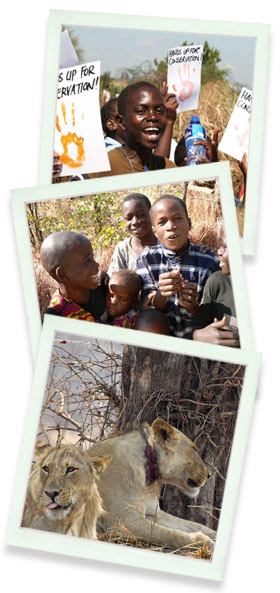 Lion Camp