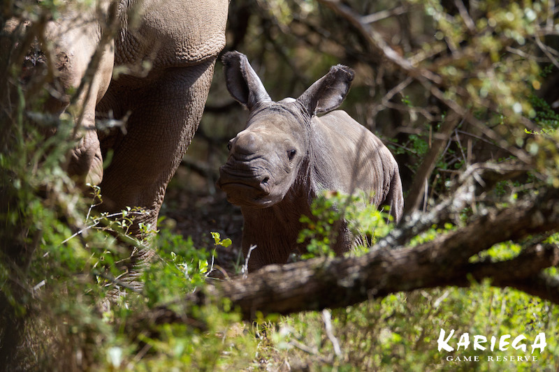 Image of Thandi's calf