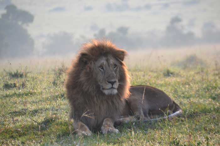 Lion photo